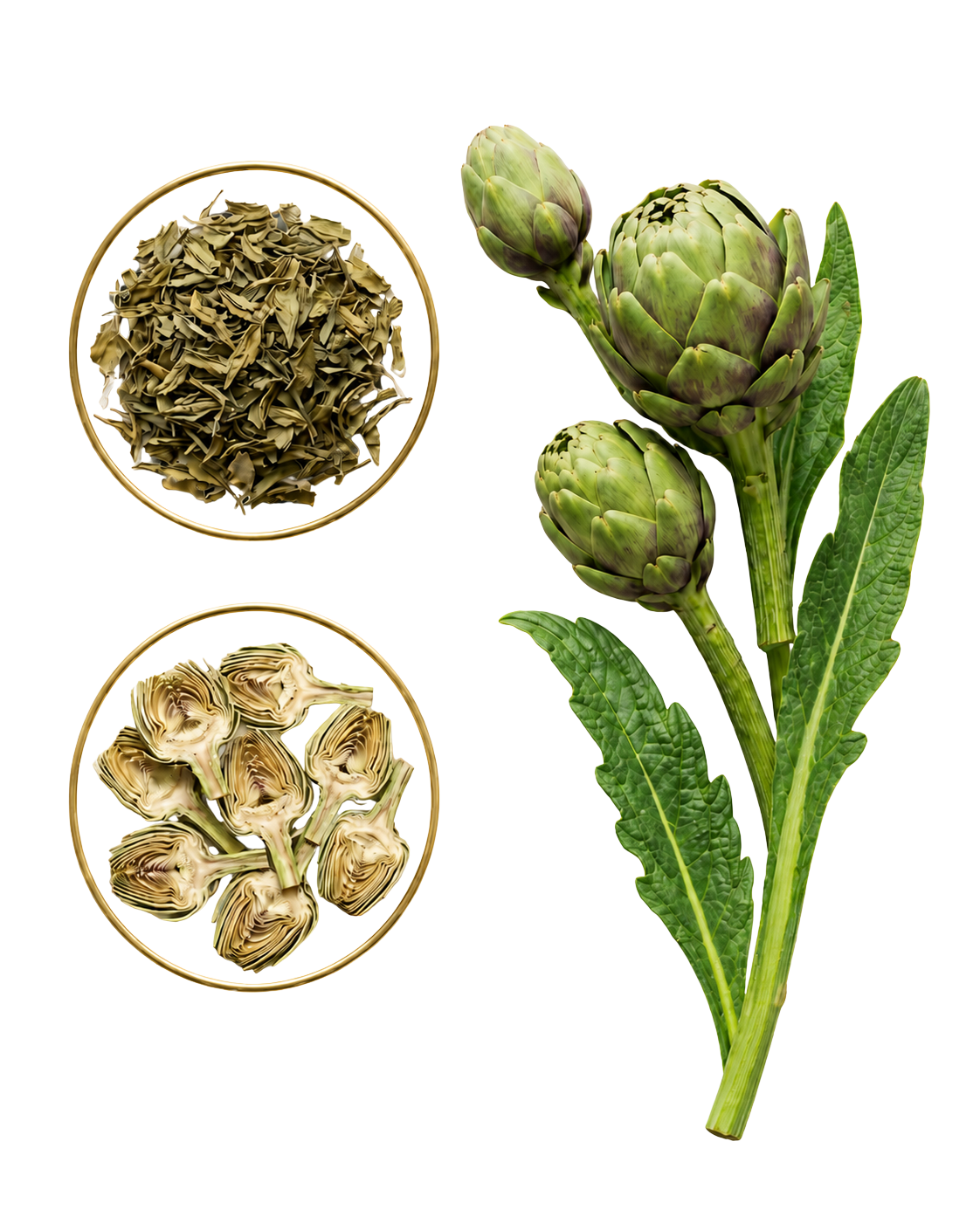 Dried artichoke leaves, sliced artichoke hearts, and fresh artichoke flowers with leaves